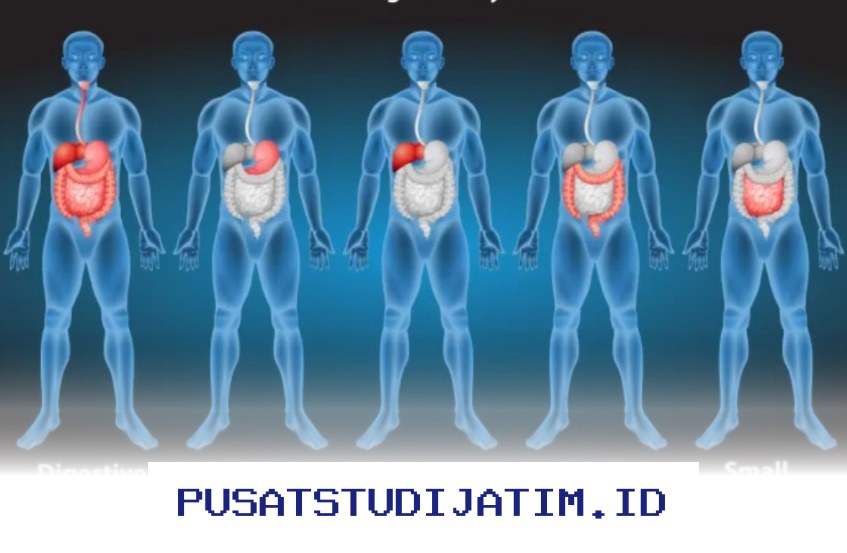 Anatomi Manusia dalam Kajian Ilmuwan Muslim Terkemuka, Ibn Sina!