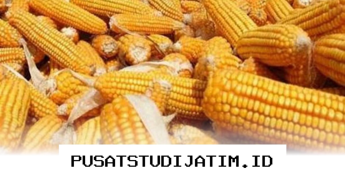 Mengapa Impor Jagung 100 Ribu Ton dari AS Justru Bisa Untungkan Petani Lokal?